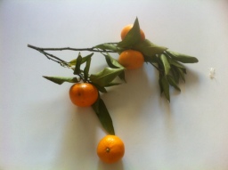 Mandarines Margaux.JPG